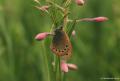 Coenonympha leander (Rus Zıpzıp Perisi)